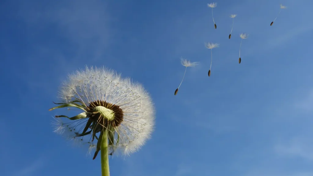 Dandelion