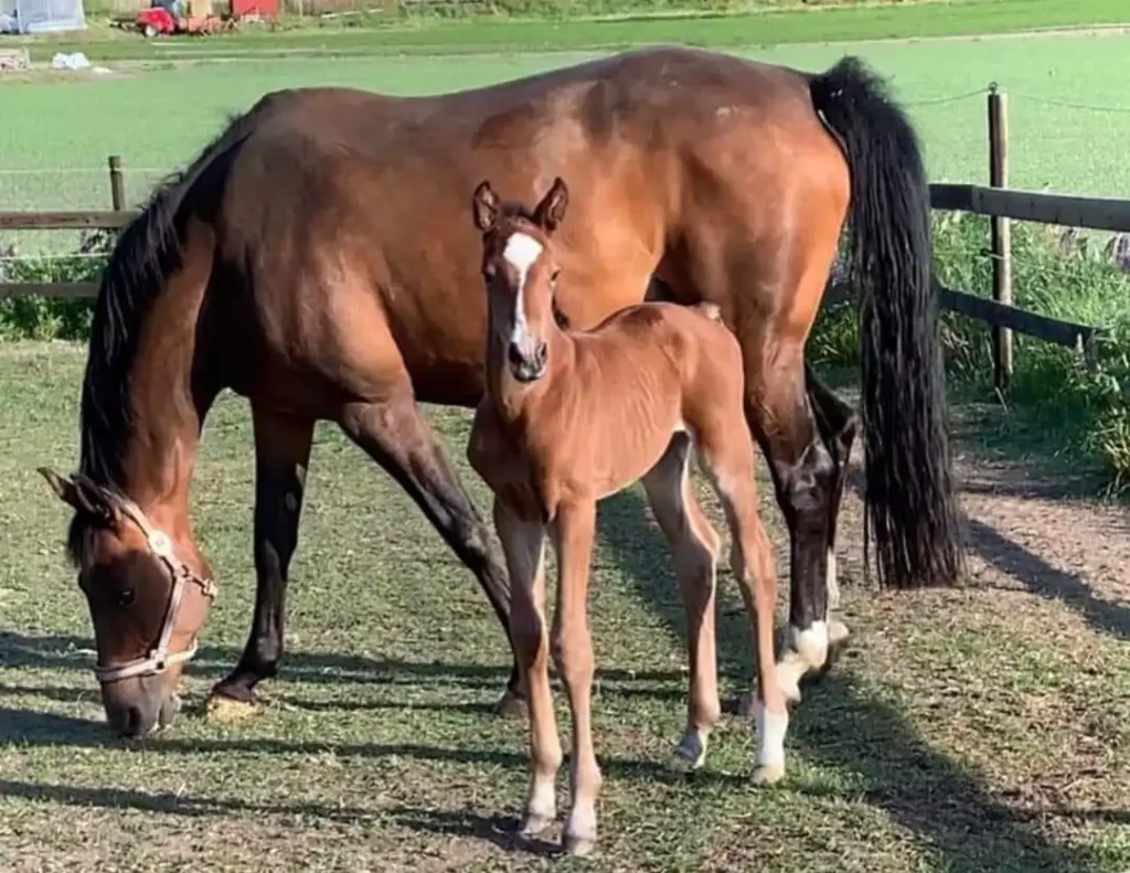 Little Man, two days young!